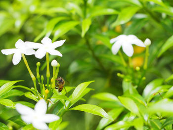 Close-up of bee on flower blooming outdoors