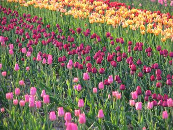 Close-up of multi colored tulips blooming in field