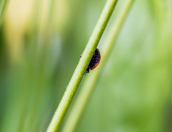 Close-up of ladybug on leaf