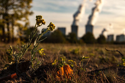 Close-up of plant on field against factory in background