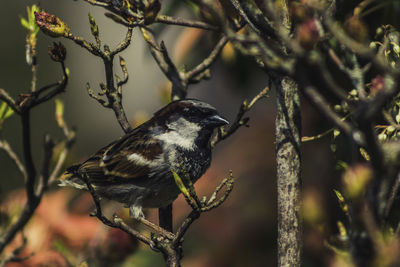 Close-up of bird perching on branch