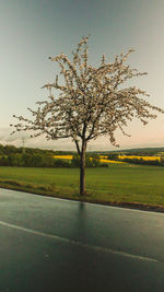 Tree on field against clear sky