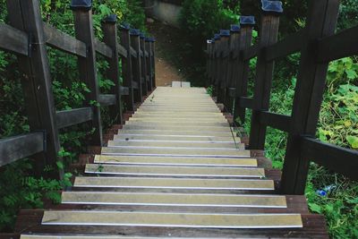 Steps amidst trees