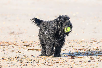 Dog running on the beach