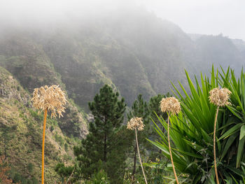 The island of madeira