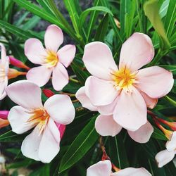 Close-up of frangipani blooming outdoors