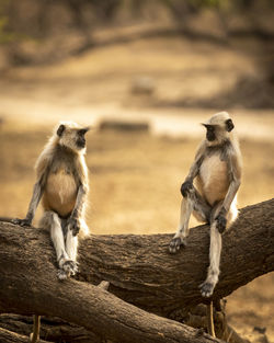 Monkeys sitting on wood