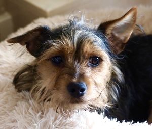 Close-up portrait of a dog at home