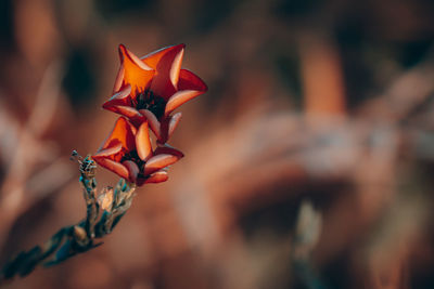 Close-up of yellow flowering plant