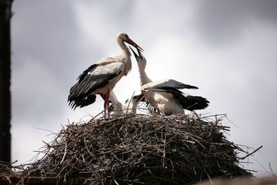 Low angle view of bird perching on nest