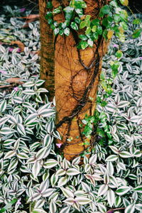 Full frame shot of green leaves