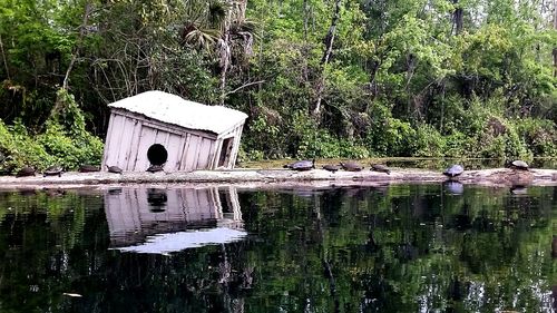 Reflection of trees in water