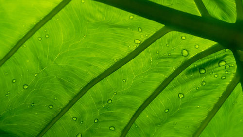 Full frame shot of wet leaves