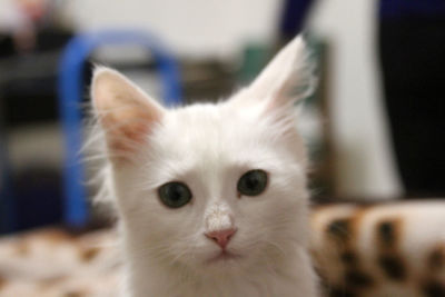 Close-up portrait of white cat