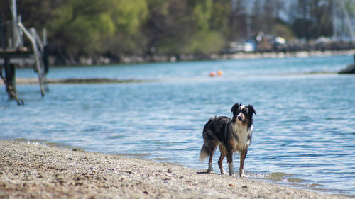Dog running on beach
