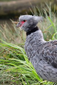 Close up portrait of a southern screamer 