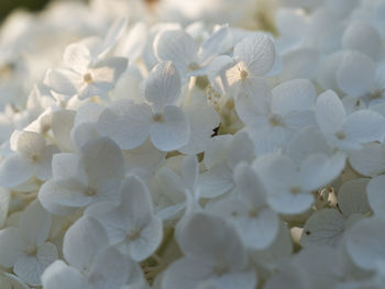 Full frame shot of white flowering plants