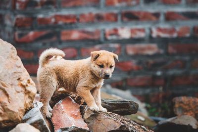 Dog on rock against wall
