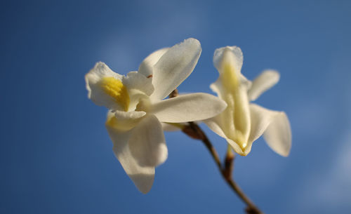 Close-up of white flowering plant against blue background