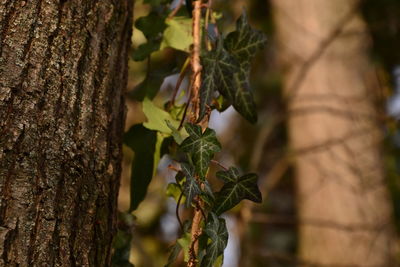 Close-up of tree branch