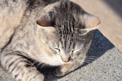 Close-up of cat