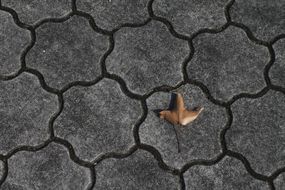 Full frame shot of tiled floor