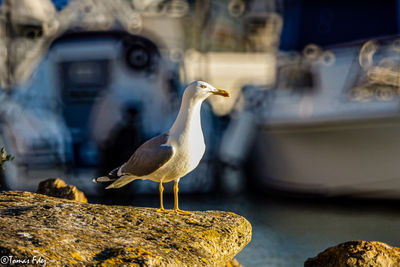 Close-up of seagull perching on rock