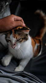 Midsection of person with cat on bed