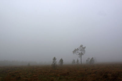 Trees on field against foggy weather