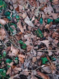 High angle view of dry leaves on field