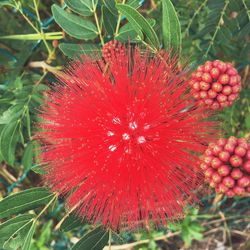 Close-up of red flowers