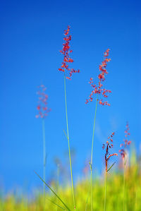 Flower of natal redtop ruby grass in the wind and blue sky 