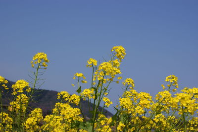 Low angle view of yellow flowers