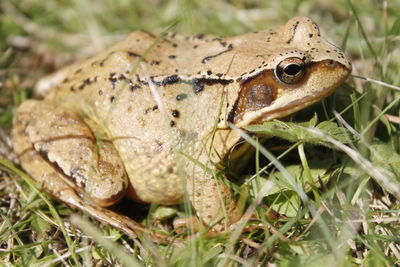 Close-up of lizard