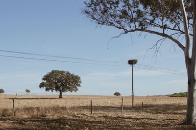 Trees on field against sky