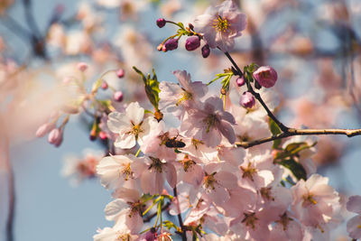 Close-up of pink cherry blossom tree