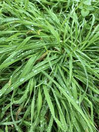 Full frame shot of wet plants on field