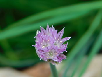 Close-up of pink flower