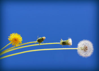 Close-up of flowers against blue sky