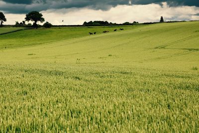 Scenic view of grassy field against sky