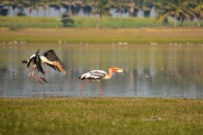 Birds flying over lake