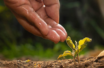 Close-up of person hand holding yellow flower