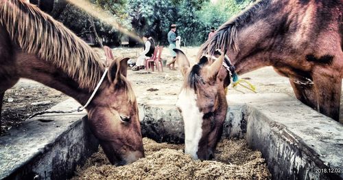 Horses in a farm