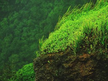 Close-up of moss growing on tree trunk