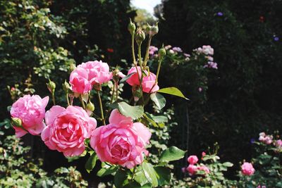 Close-up of pink rose blooming in park