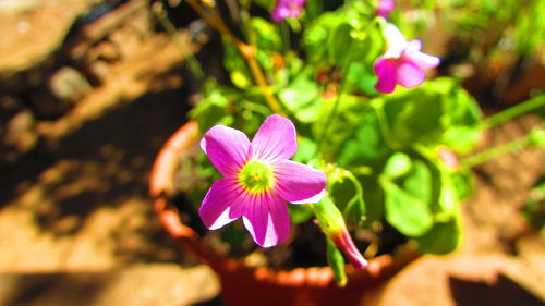 Close-up of pink flower