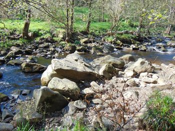 Scenic view of river in forest