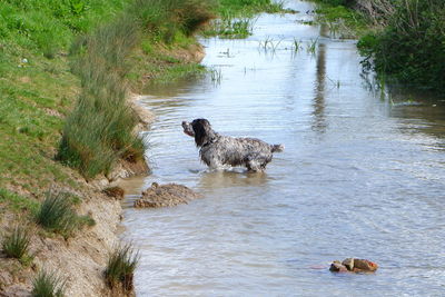 Two dogs in a lake