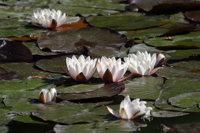 Lotus water lily in lake