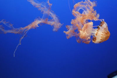 Close-up of jellyfish in sea